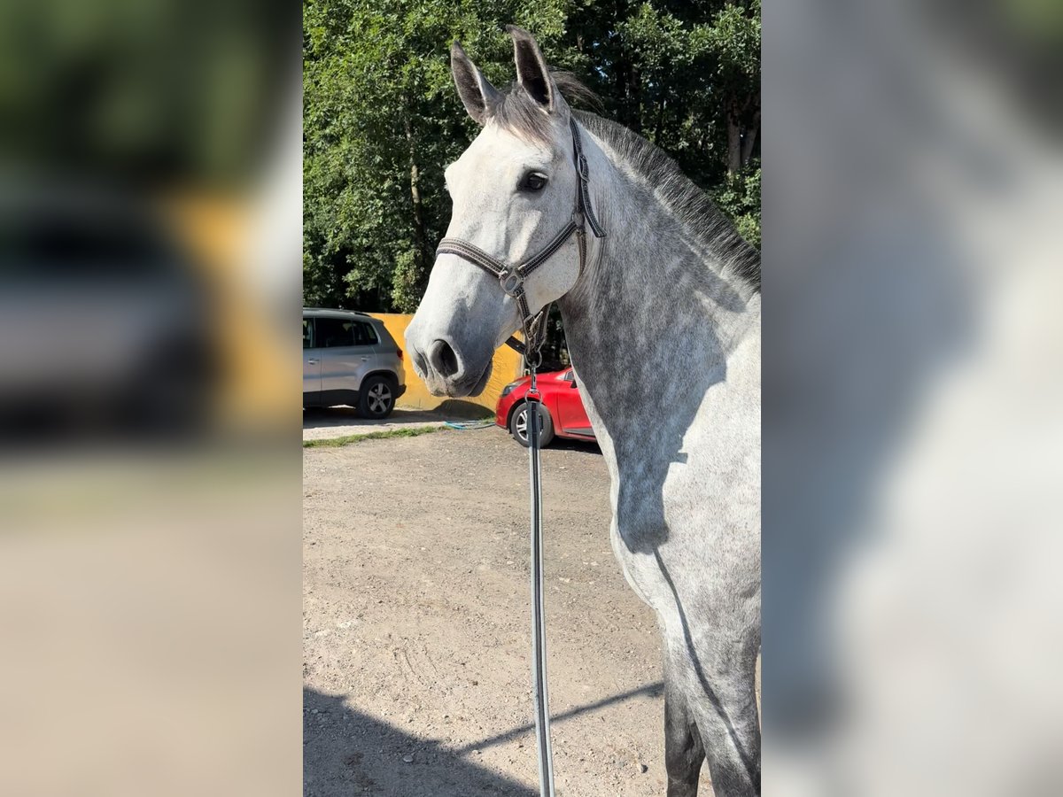 Spanisches Sportpferd Stute 6 Jahre 167 cm Apfelschimmel in Vigo