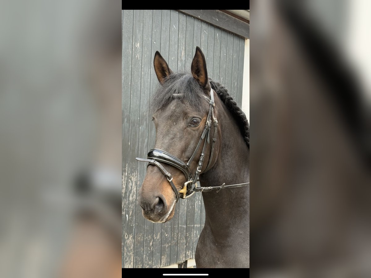 Spanisches Sportpferd Stute 7 Jahre 160 cm Dunkelbrauner in Sprockhövel Spanisches Sportpferd Stute 7 Jahre 160 cm Dunkelbrauner in Sprockhövel