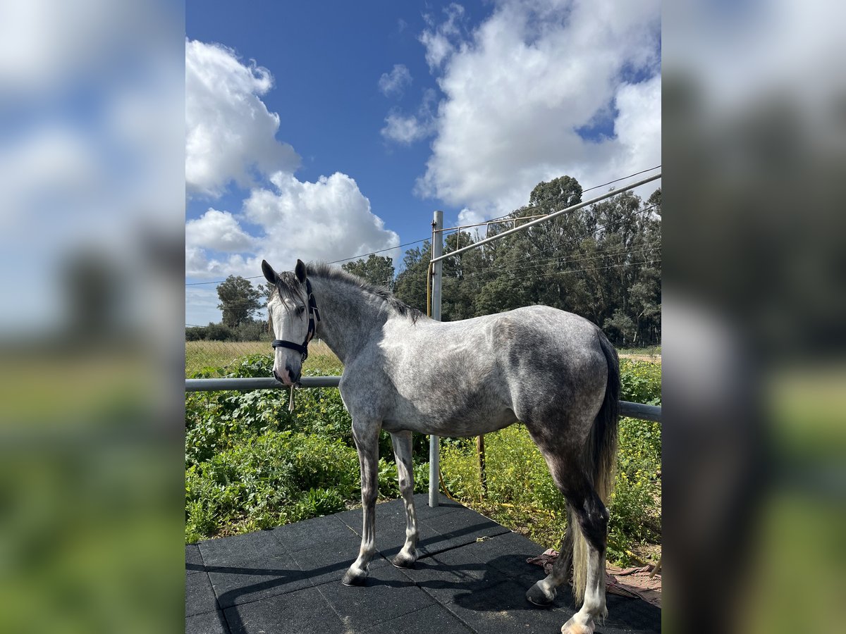 Spanisches Sportpferd Stute 7 Jahre 160 cm Schimmel in Jerez De La Frontera