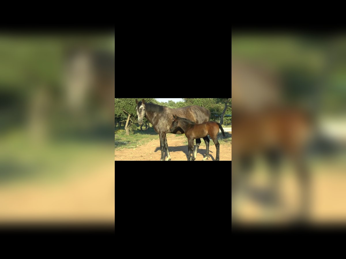 Spanisches Sportpferd Stute 7 Jahre 161 cm Schimmel in Cala&#xF1;as