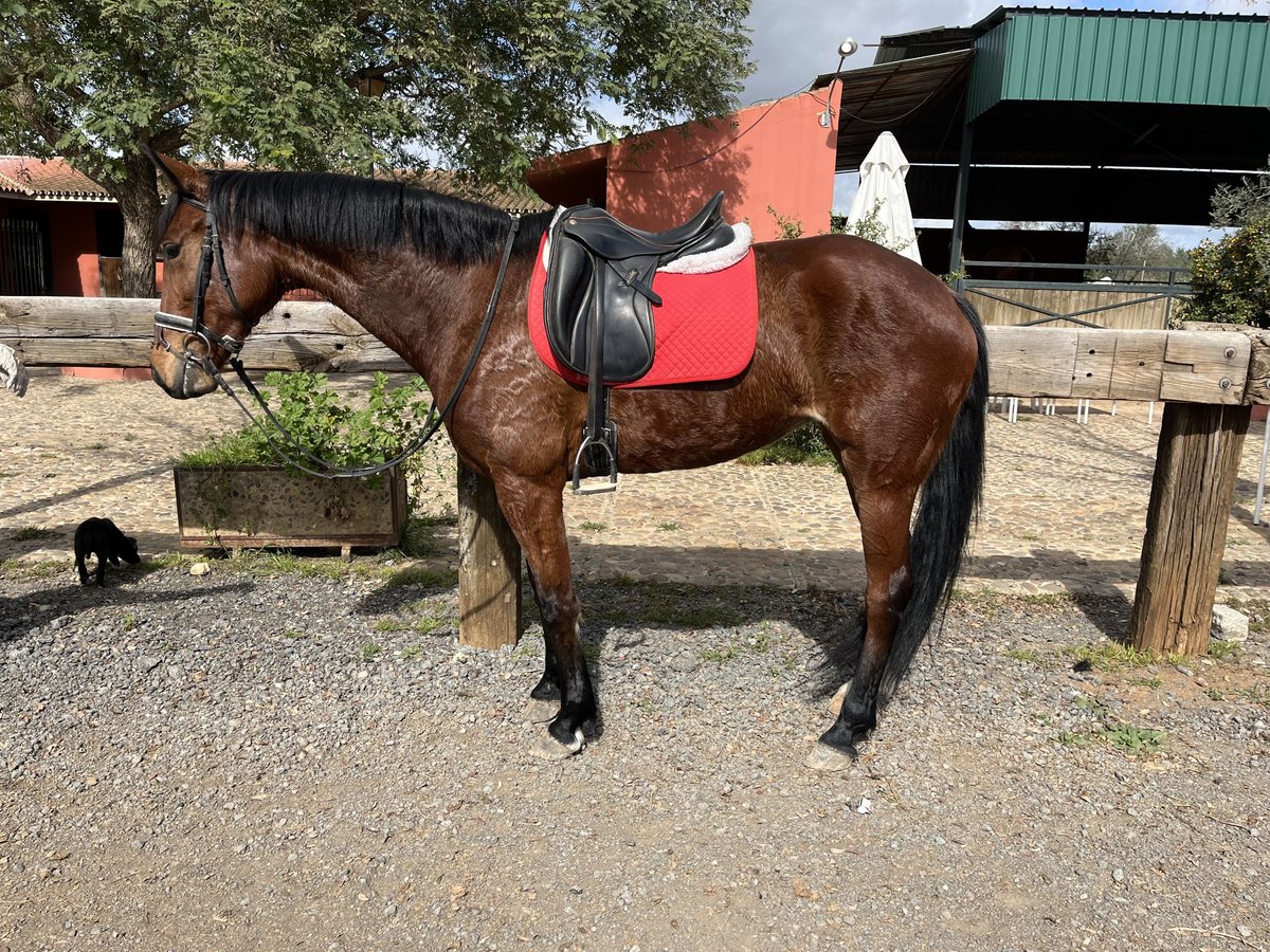Spanisches Sportpferd Stute 7 Jahre 163 cm Brauner in Mairena Del Aljarafe