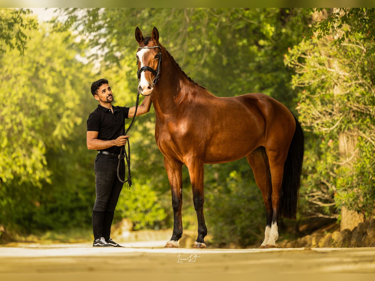 Spanisches Sportpferd Stute 7 Jahre 168 cm Brauner in Sevilla