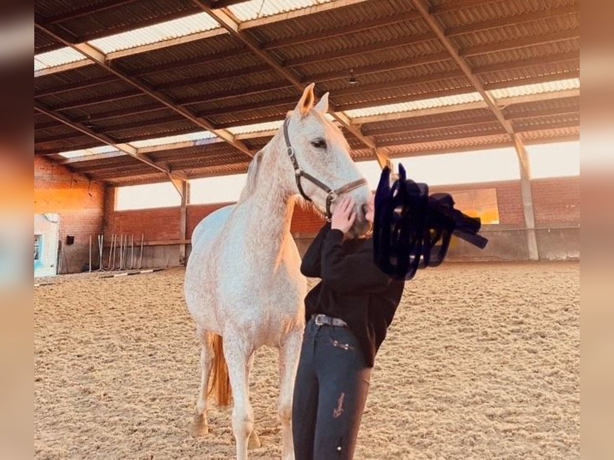 Spanisches Sportpferd Stute 8 Jahre 154 cm Schimmel in oostrozebeke