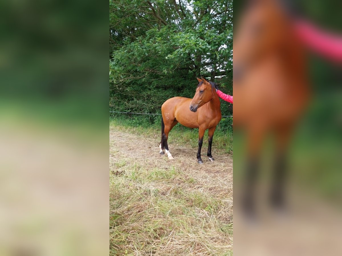 Spanisches Sportpferd Mix Stute 8 Jahre 155 cm Brauner in Burgen