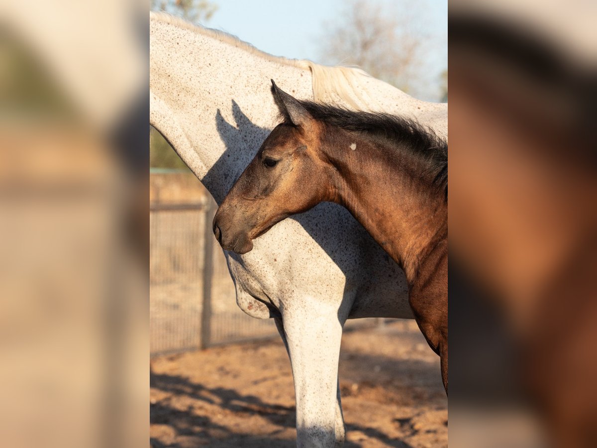 Spanisches Sportpferd Stute Fohlen (01/2025) in Bencarron (Utrera)