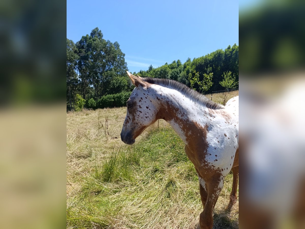 Spanisches Sportpferd Stute Fohlen (04/2025) Tigerschecke in Cudillero