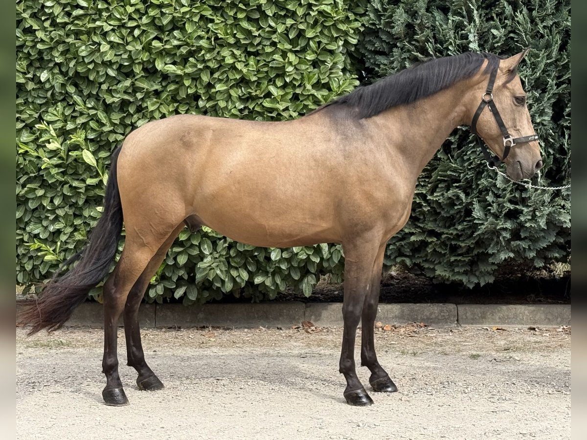 Spanisches Sportpferd Wallach 10 Jahre 147 cm Buckskin in Oud Gastel