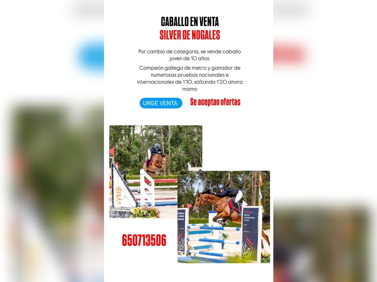 Spanisches Sportpferd Wallach 10 Jahre 165 cm Dunkelbrauner in Redondela
