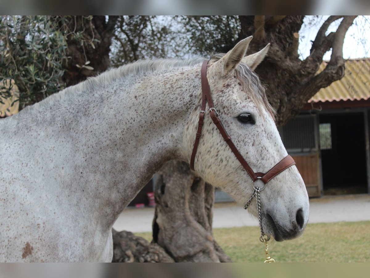 Spanisches Sportpferd Wallach 10 Jahre 167 cm Schimmel in Xabia/Javea