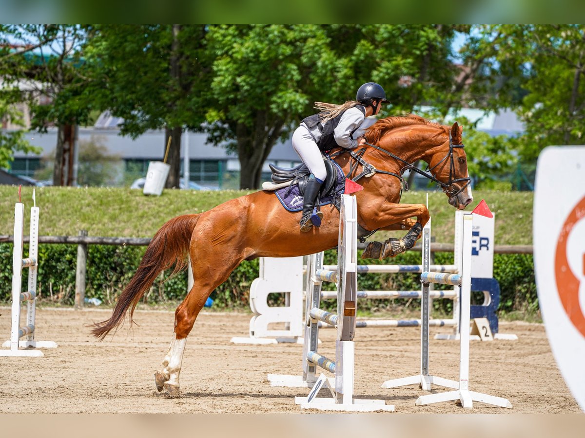 Spanisches Sportpferd Wallach 12 Jahre 172 cm Fuchs in Gijon