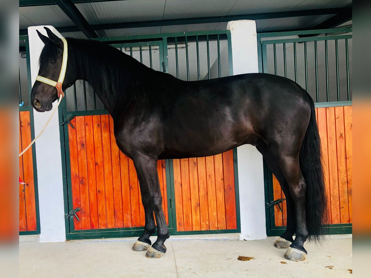 Spanisches Sportpferd Wallach 12 Jahre 172 cm Rappe in Las Rozas De Madrid