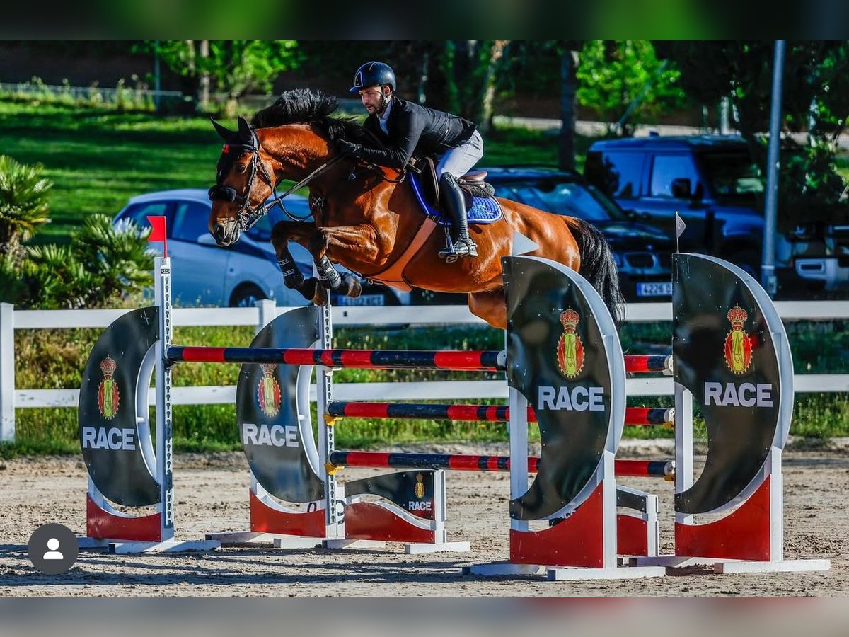 Spanisches Sportpferd Wallach 12 Jahre Dunkelbrauner in Madrid
