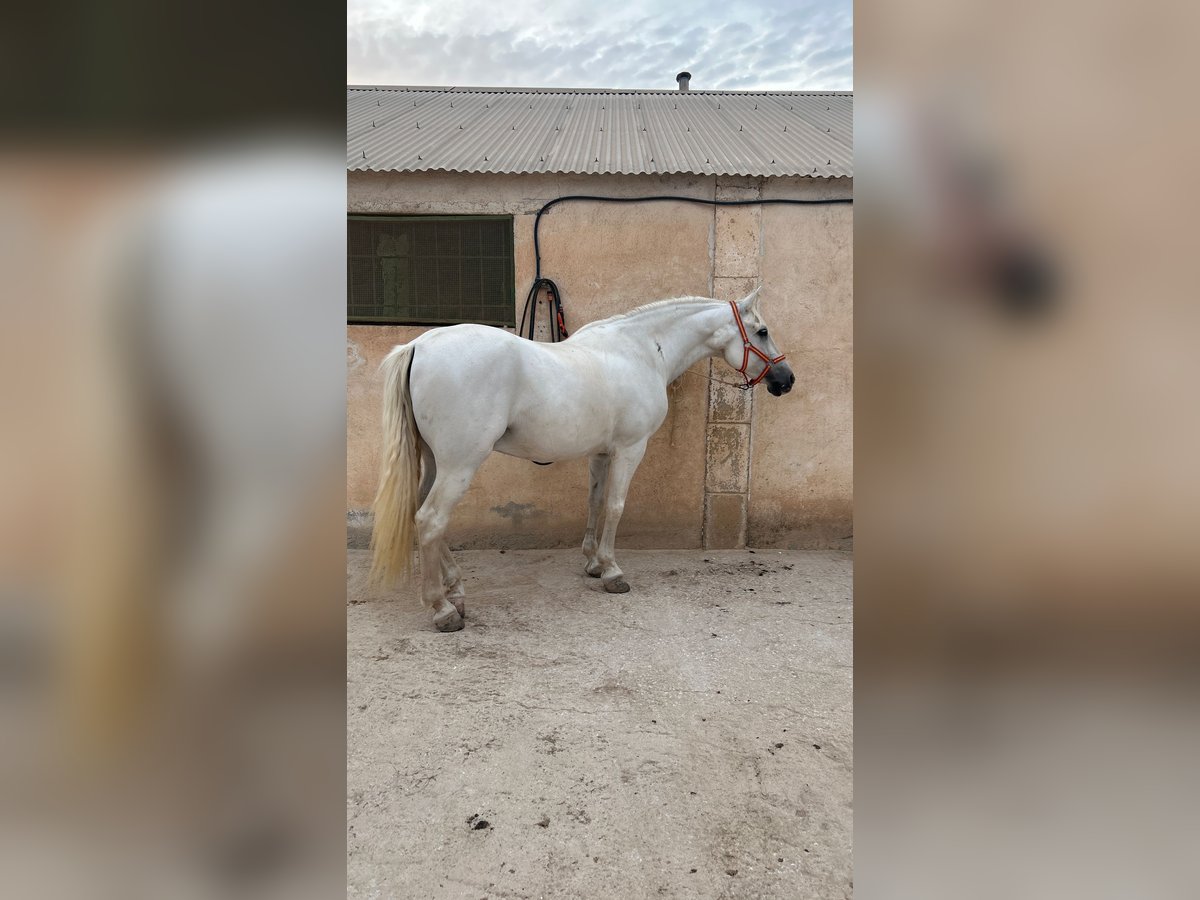 Spanisches Sportpferd Wallach 13 Jahre 160 cm Schimmel in Mazarron Spanisches Sportpferd Wallach 13 Jahre 160 cm Schimmel in Mazarron