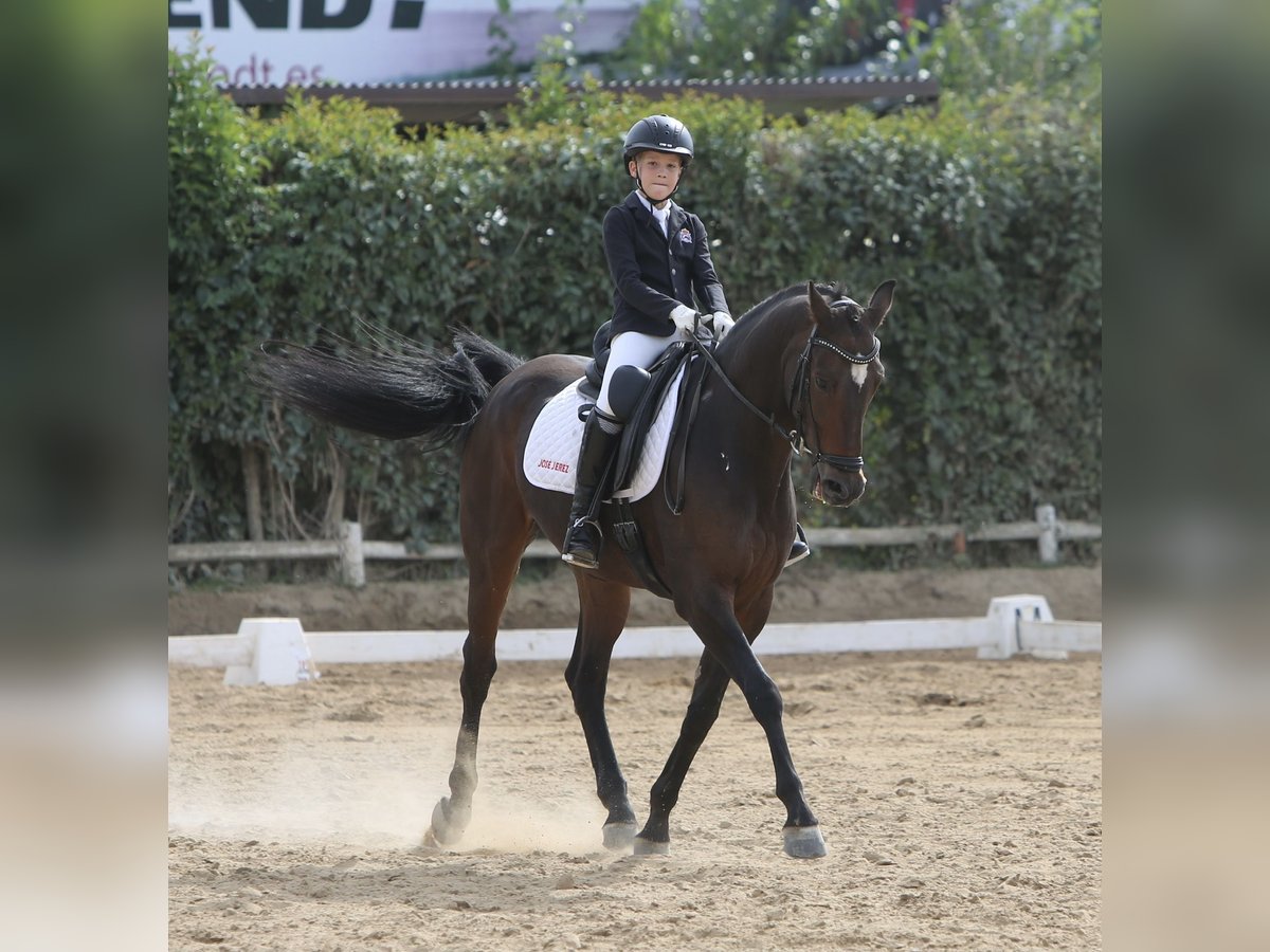 Spanisches Sportpferd Wallach 13 Jahre 162 cm Brauner in Olivenza