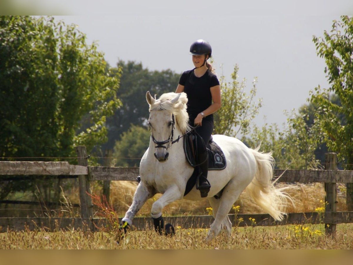 Spanisches Sportpferd Wallach 14 Jahre 157 cm Fliegenschimmel in Goch
