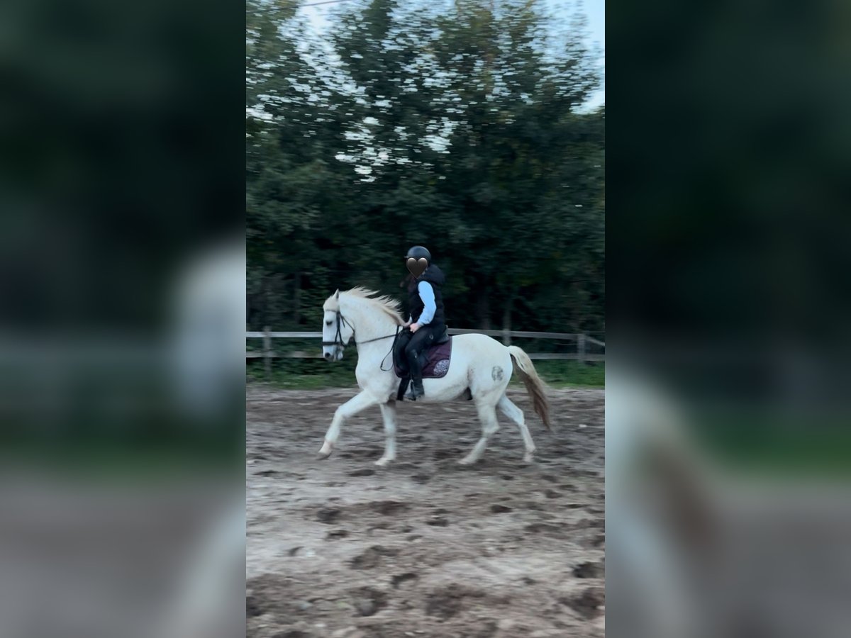 Spanisches Sportpferd Wallach 14 Jahre 165 cm Schimmel in Wiesbaden