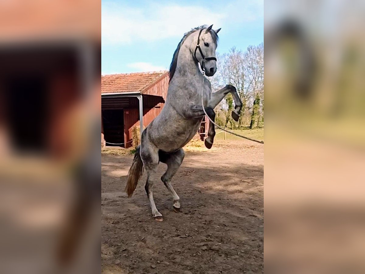 Spanisches Sportpferd Mix Wallach 17 Jahre 160 cm Schimmel in Hagen