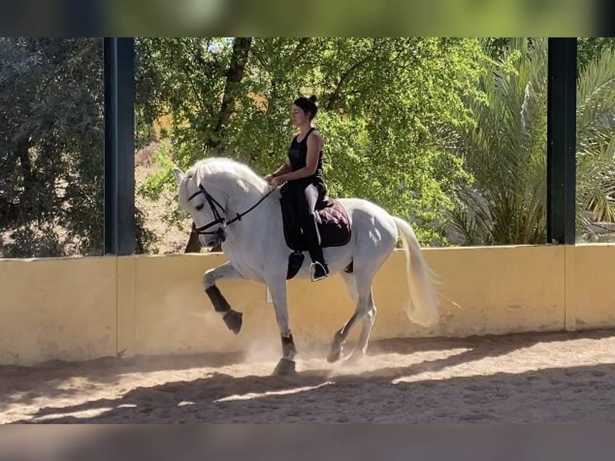 Spanisches Sportpferd Wallach 17 Jahre White in Almafra (Zona)