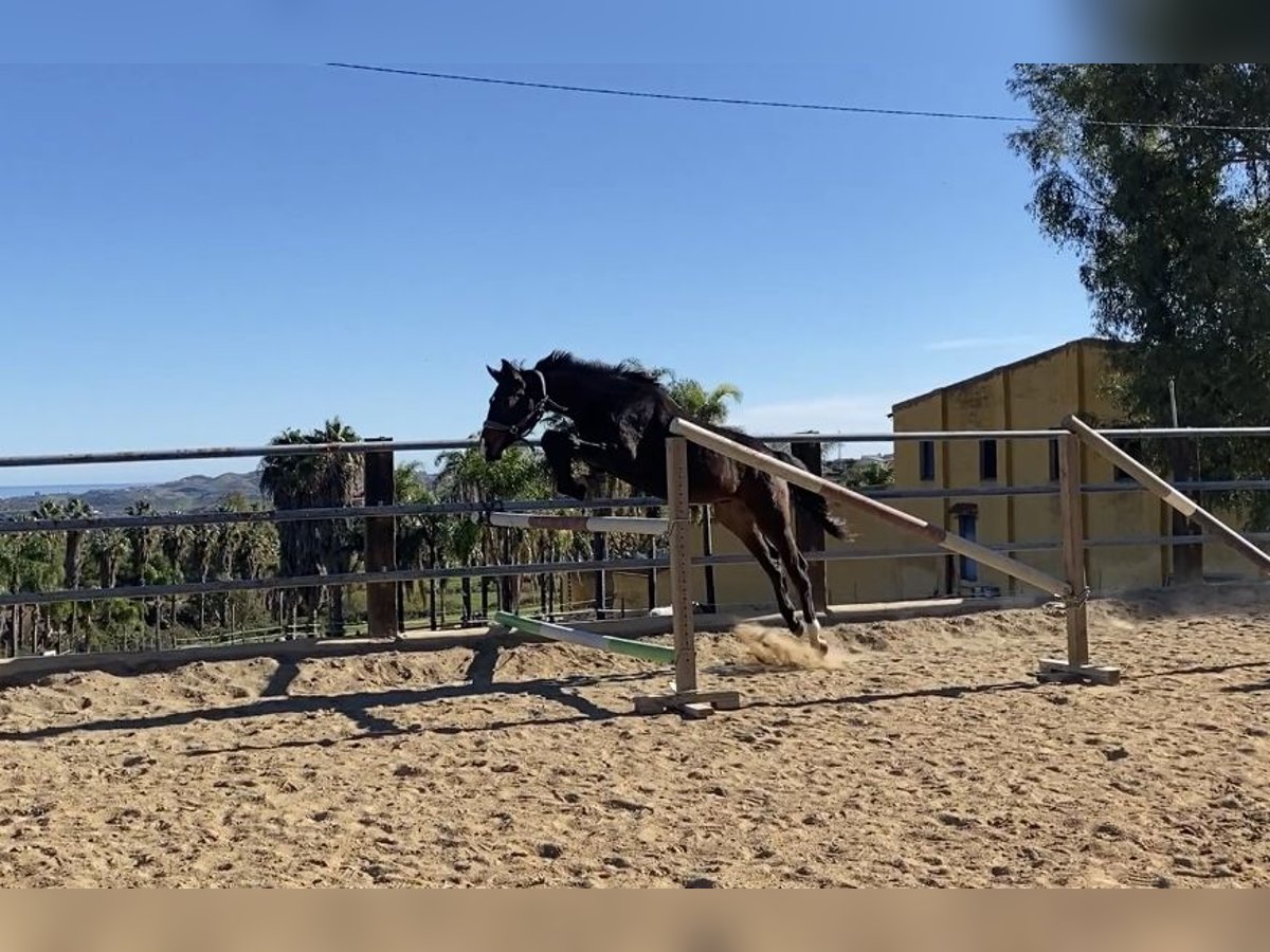 Spanisches Sportpferd Wallach 1 Jahr 158 cm Rappe in Mijas