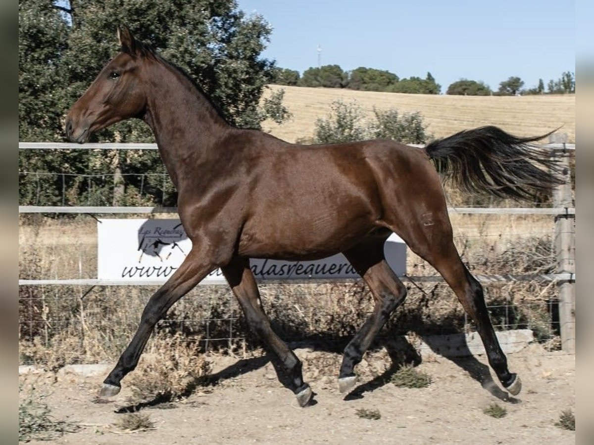 Spanisches Sportpferd Wallach 1 Jahr 162 cm Brauner in Zamora Spanisches Sportpferd Wallach 1 Jahr 162 cm Brauner in Zamora