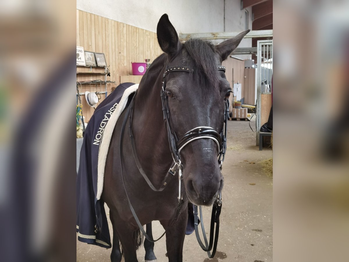 Spanisches Sportpferd Wallach 20 Jahre Rappe in Ebreichsdorf