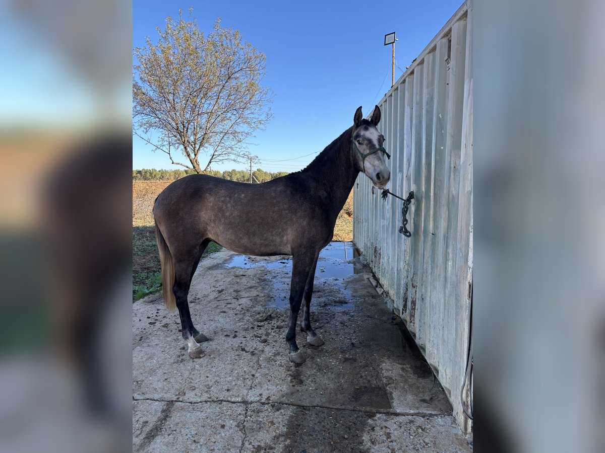 Spanisches Sportpferd Wallach 2 Jahre 154 cm Schimmel in Huelva