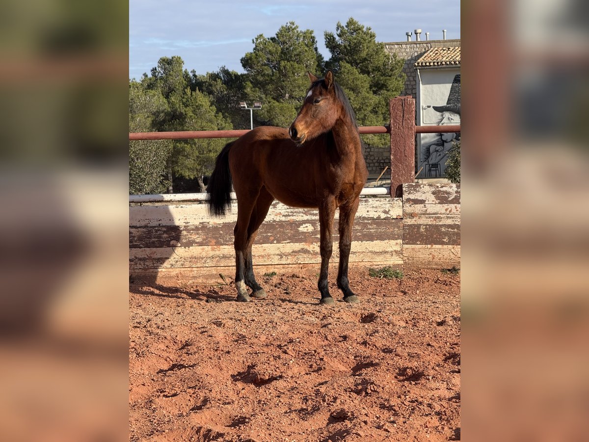 Spanisches Sportpferd Wallach 2 Jahre Hellbrauner in Fuendetodos