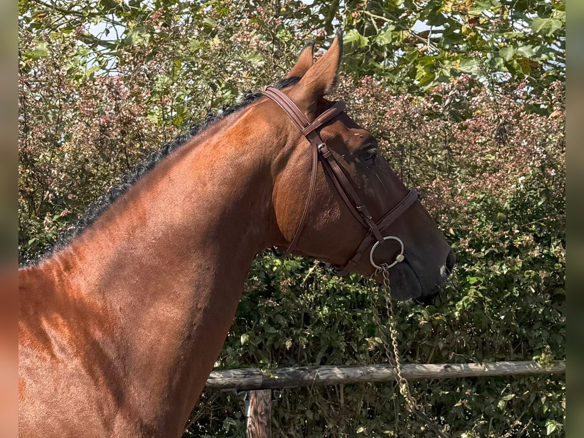 Spanisches Sportpferd Wallach 3 Jahre 162 cm Brauner in Goz&#xF3;n