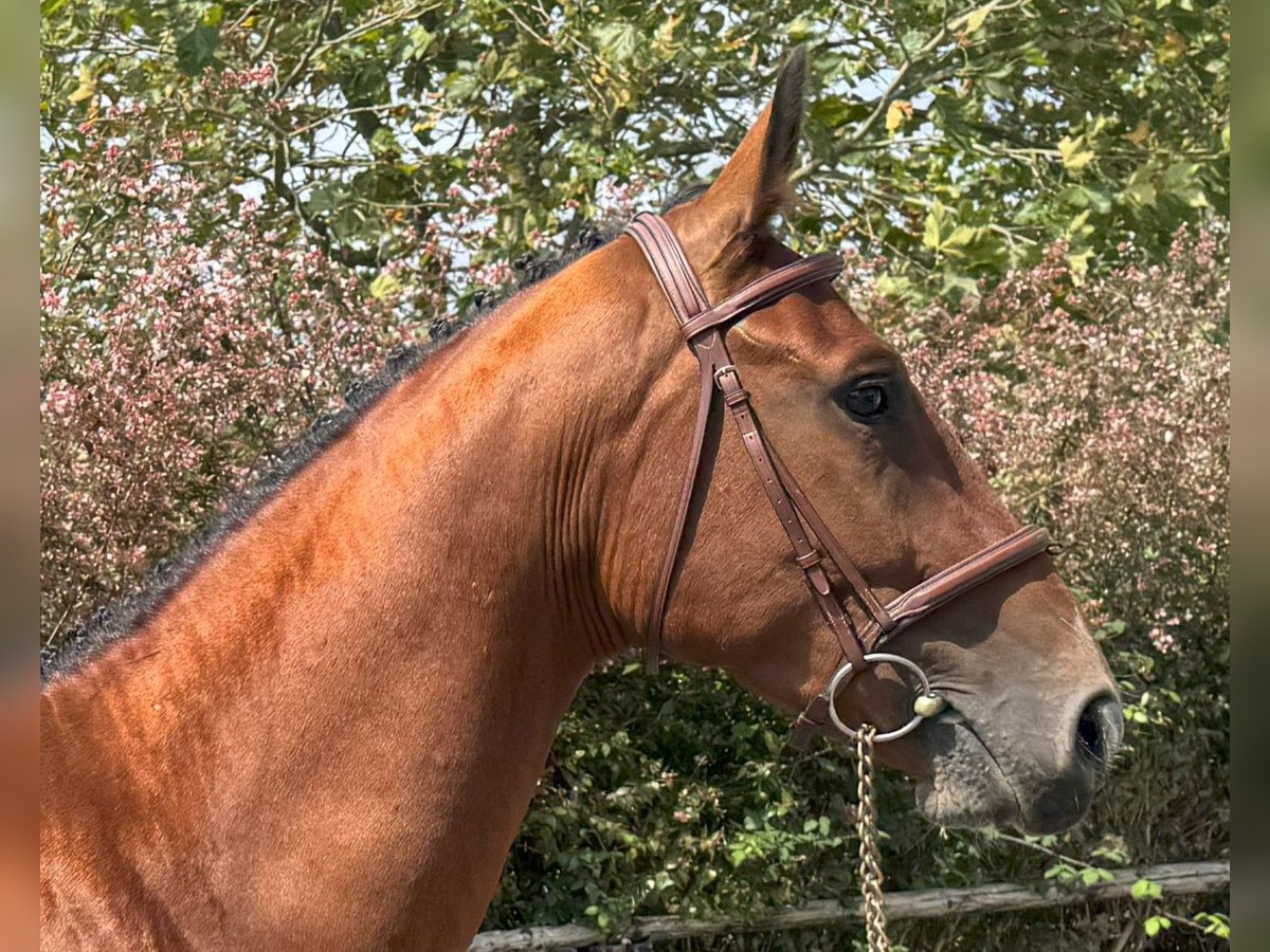 Spanisches Sportpferd Wallach 3 Jahre 164 cm Brauner in GOZON