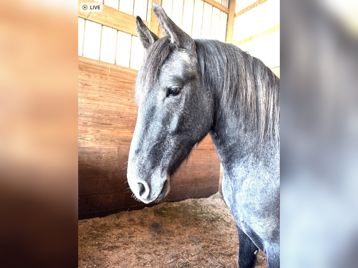 Spanisches Sportpferd Mix Wallach 3 Jahre 165 cm Apfelschimmel in Ann Arbor, MI