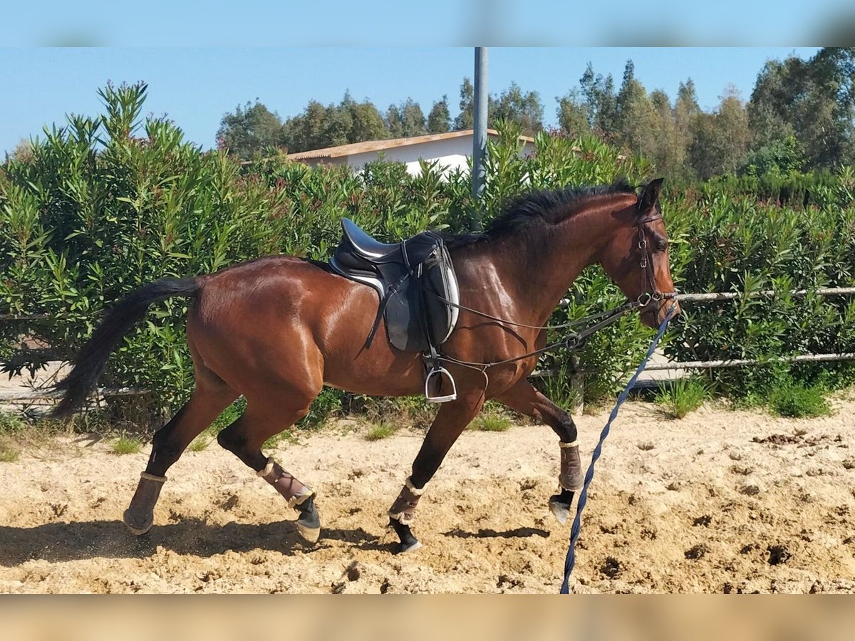 Spanisches Sportpferd Wallach 3 Jahre 168 cm Brauner in San Isidro del Guadalete