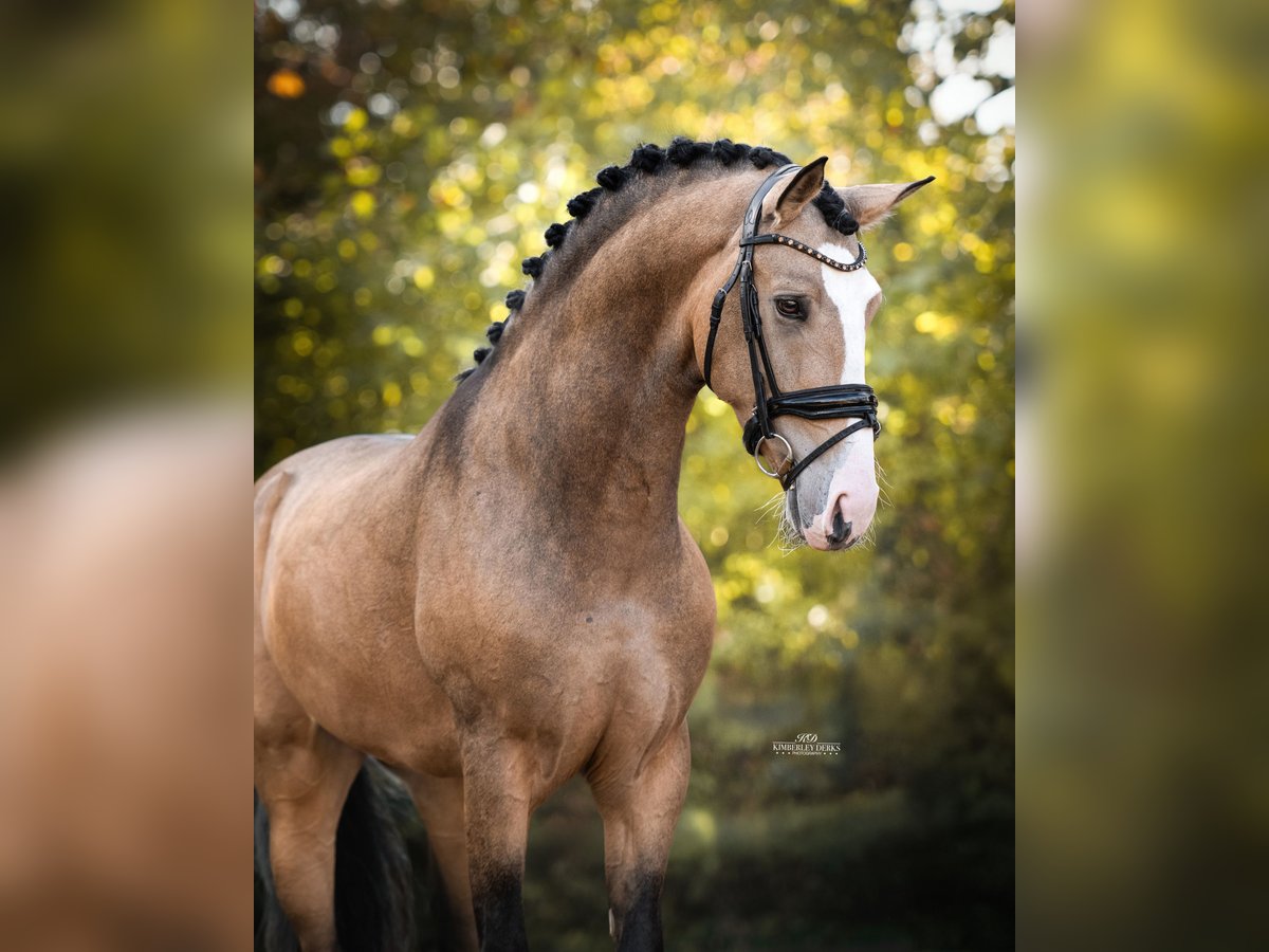 Spanisches Sportpferd Wallach 4 Jahre 162 cm Buckskin in Heemskerk