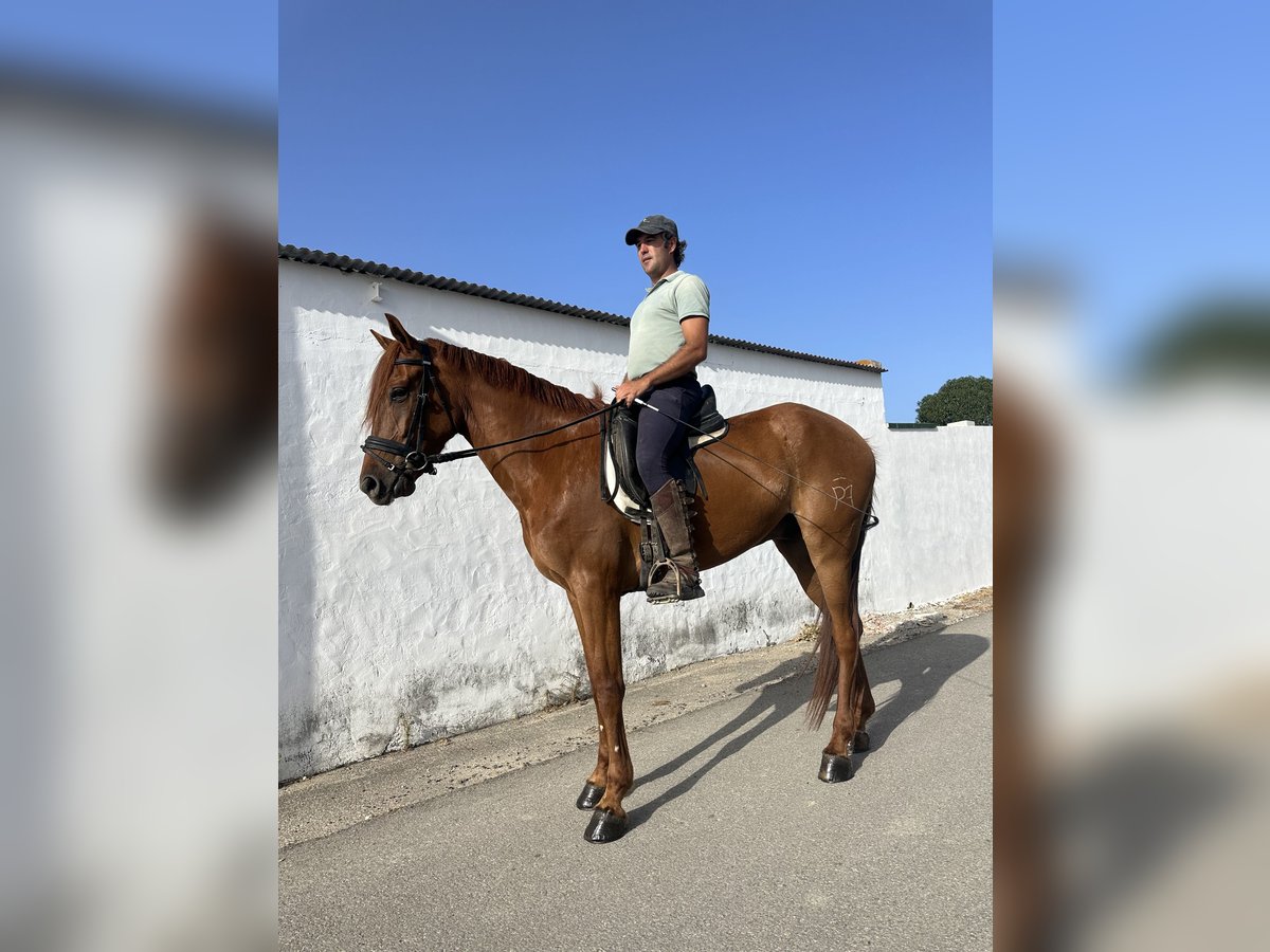 Spanisches Sportpferd Mix Wallach 4 Jahre 163 cm Fuchs in Las Pi&#xF1;as