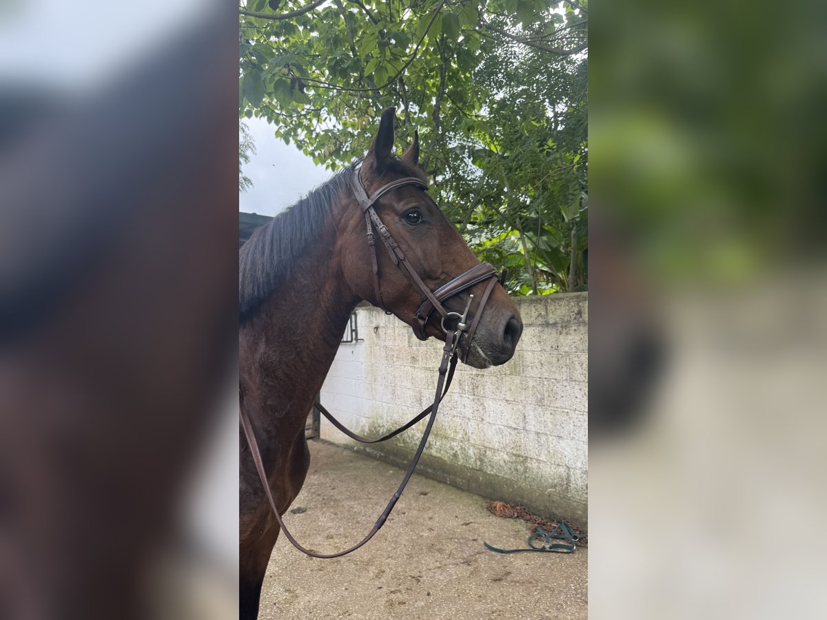 Spanisches Sportpferd Wallach 4 Jahre 164 cm Brauner in Boo De Pielagos