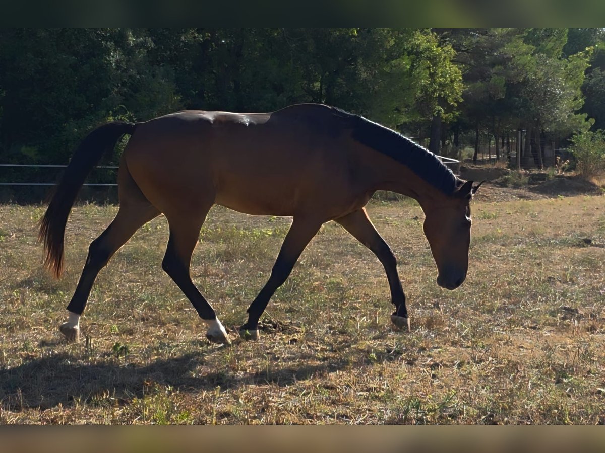 Spanisches Sportpferd Mix Wallach 4 Jahre 179 cm Brauner in Vimbodi