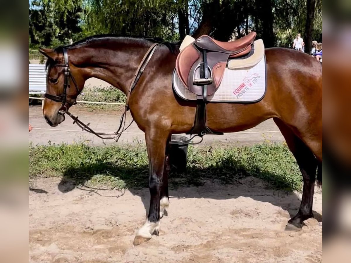 Spanisches Sportpferd Mix Wallach 5 Jahre 148 cm Rotbrauner in Malaga