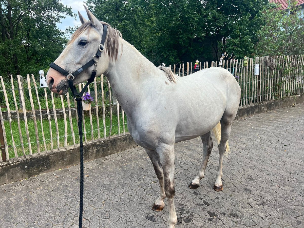 Spanisches Sportpferd Wallach 5 Jahre 149 cm in Tann