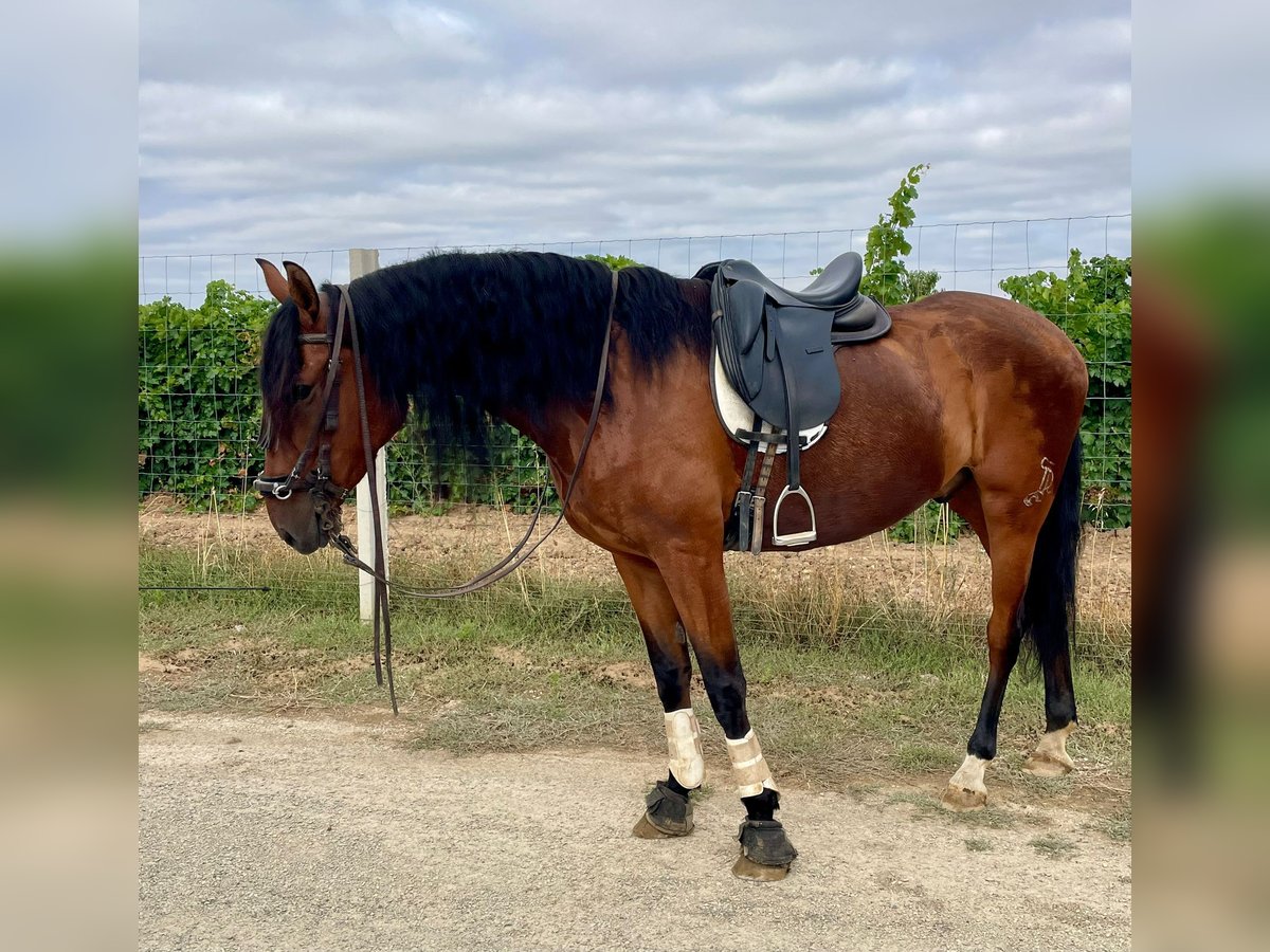 Spanisches Sportpferd Wallach 5 Jahre 166 cm Brauner in Neuburg an der Donau