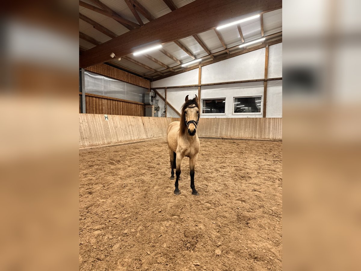 Spanisches Sportpferd Wallach 6 Jahre 148 cm Buckskin in Leipzig