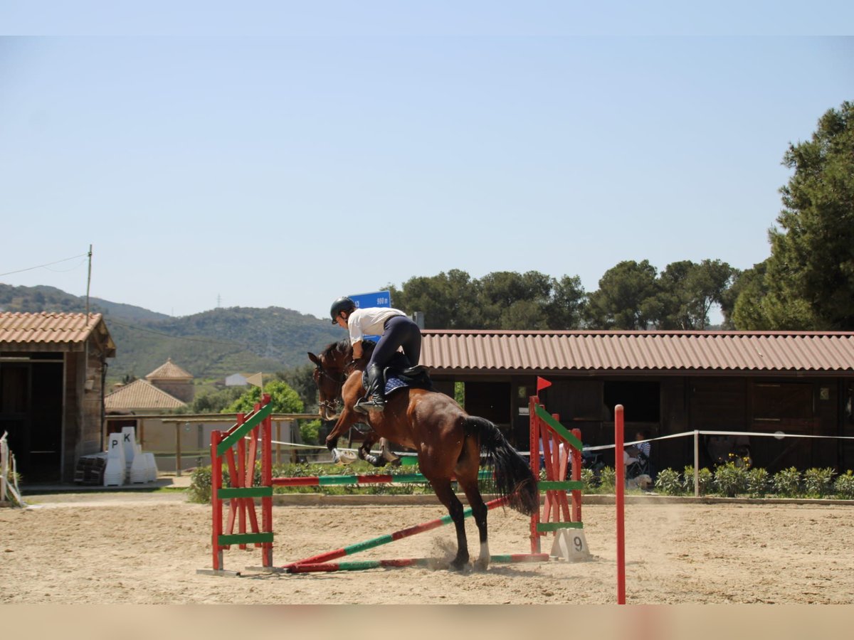 Spanisches Sportpferd Wallach 6 Jahre 172 cm Brauner in Fresnedillas De La Oliva