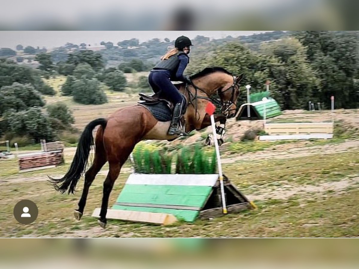 Spanisches Sportpferd Wallach 7 Jahre 165 cm Brauner in Brunete