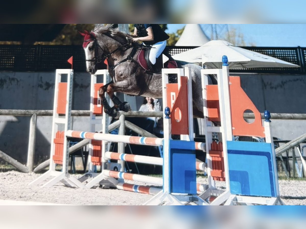 Spanisches Sportpferd Wallach 7 Jahre 165 cm Roan-Red in Valladolid