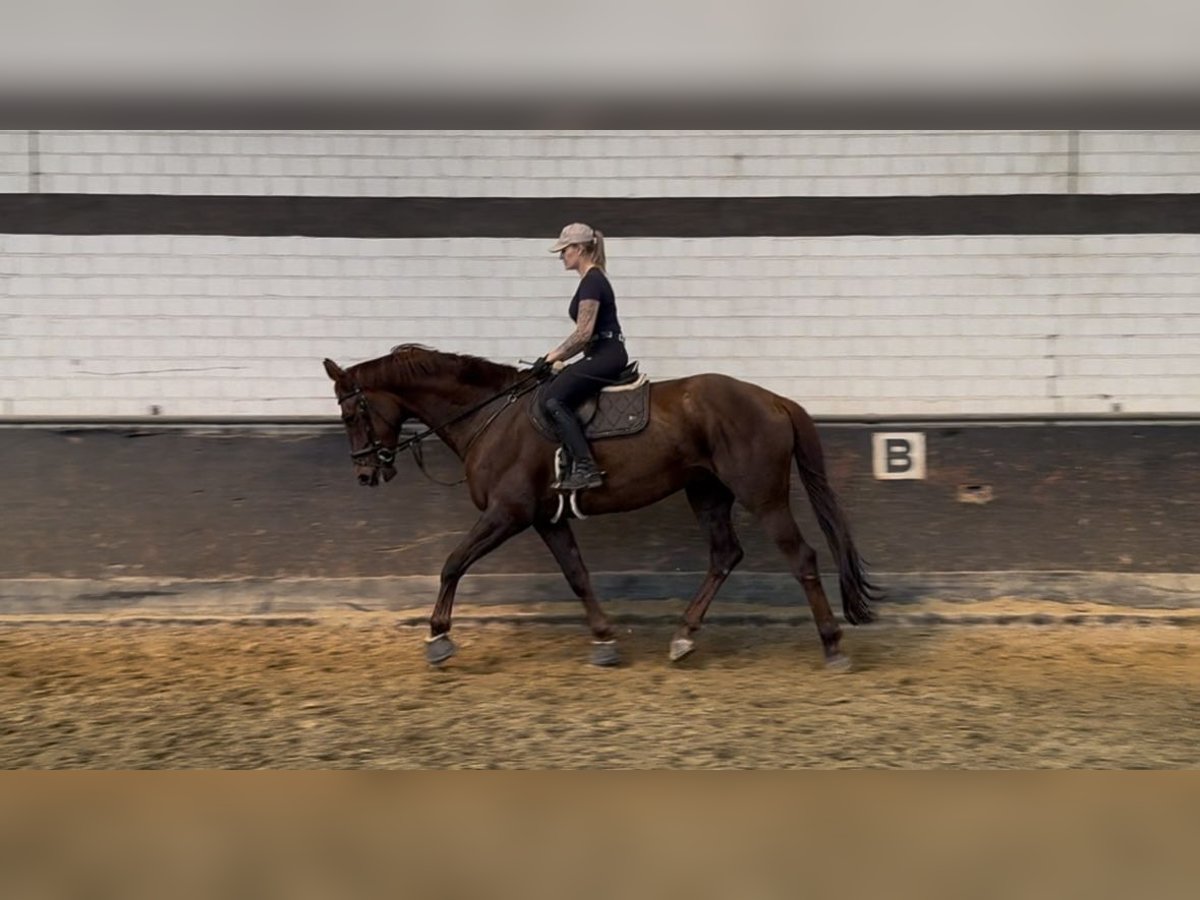 Spanisches Sportpferd Wallach 7 Jahre 183 cm Dunkelfuchs in Grevenbroich