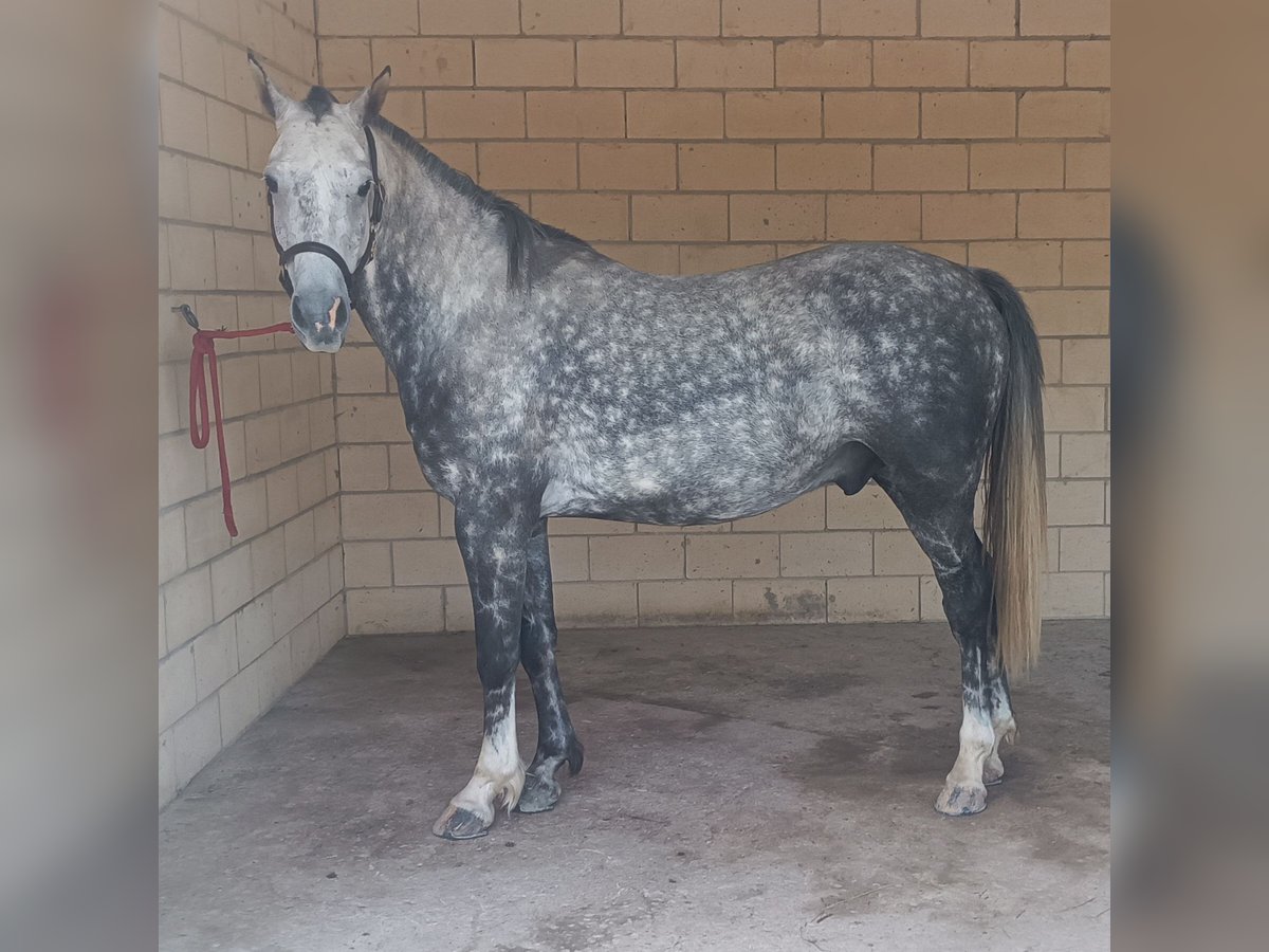 Spanisches Sportpferd Wallach 8 Jahre 156 cm Apfelschimmel in Alegria-Dulantzi