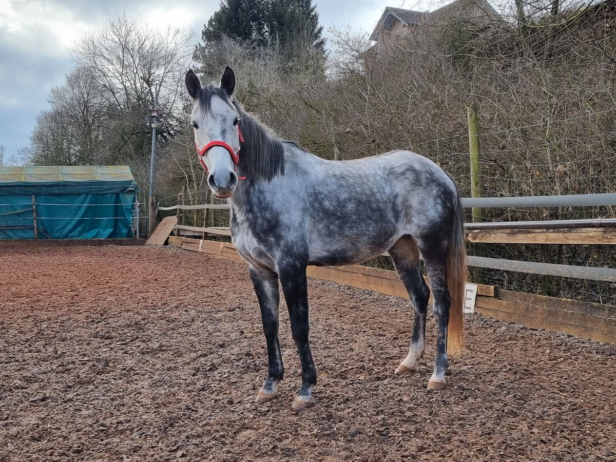 Spanisches Sportpferd Wallach 8 Jahre 158 cm Apfelschimmel in Aldingen