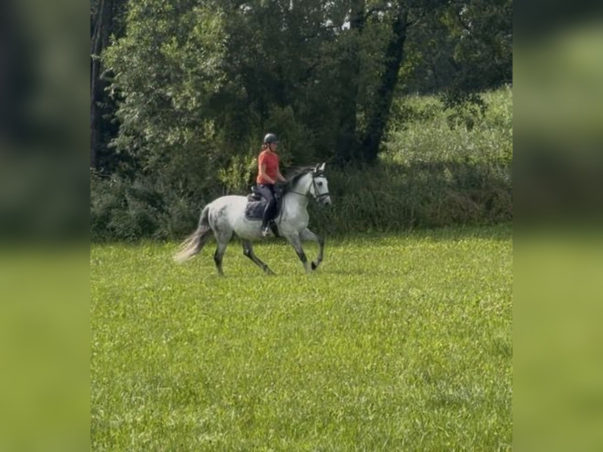 Spanisches Sportpferd, Wallach in TutzingTutzing