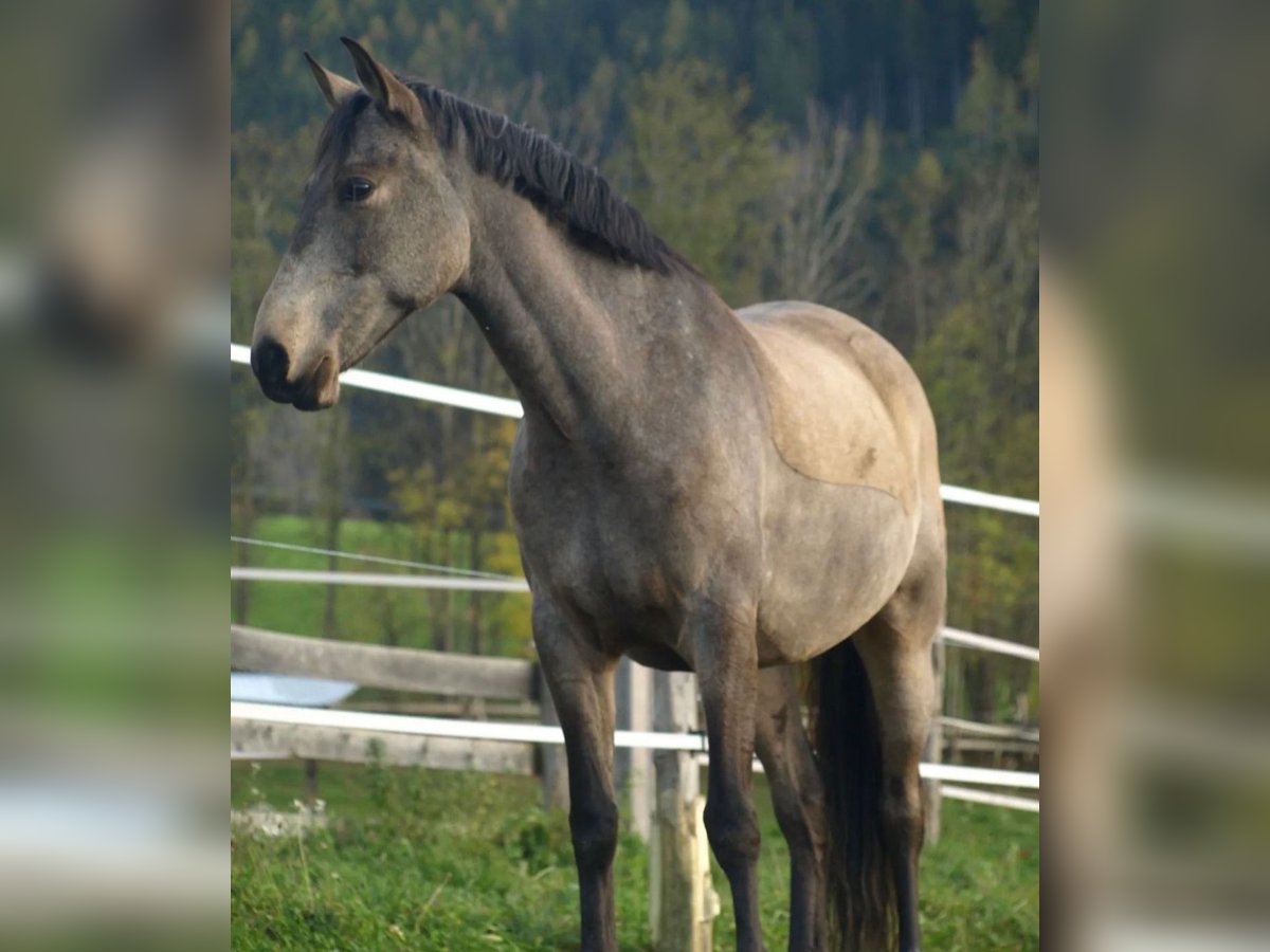 Spanisches Sportpferd Wallach 9 Jahre 165 cm Falbe in Aldrans