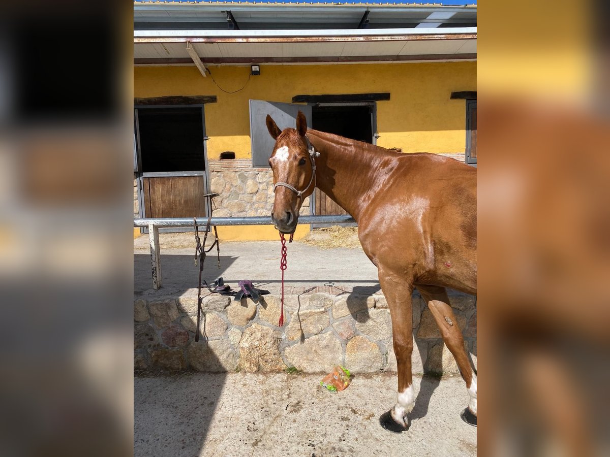 Spanisches Sportpferd Wallach 9 Jahre 170 cm Fuchs in Madrid