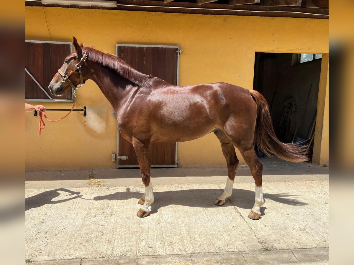 Spanisches Sportpferd Wallach 9 Jahre Fuchs in Madrid