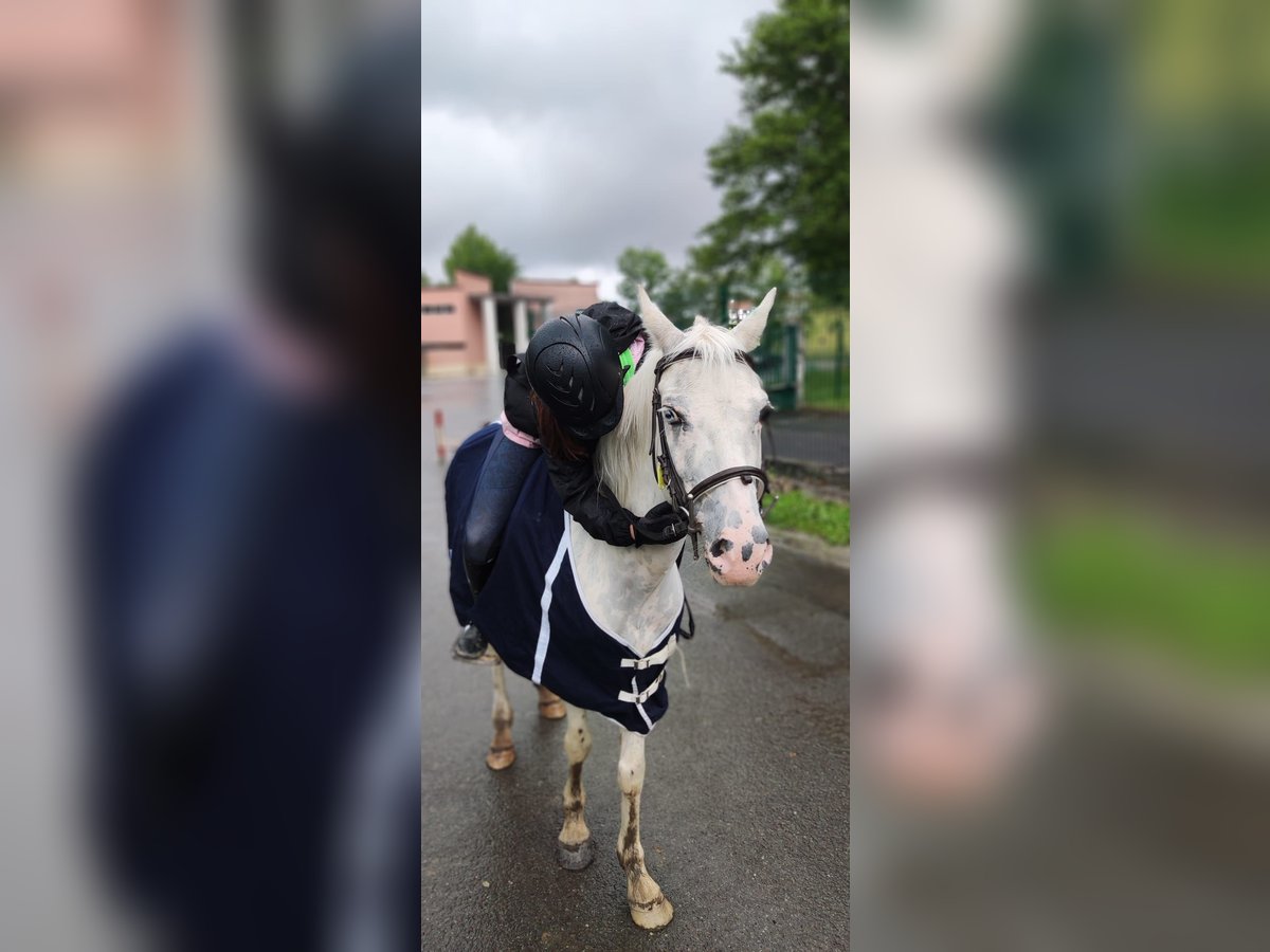 Spanish Sporthorse Gelding 10 years 14 hh Gray in Zaragoza